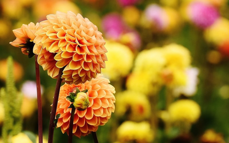 Autumn Floral Arrangement